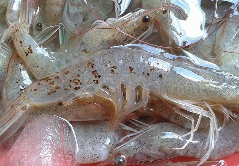  Hướng dẫn điều trị bệnh đốm đen trên tôm